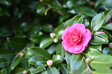 camellia