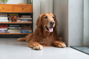 Golden Retriever lying on the floor