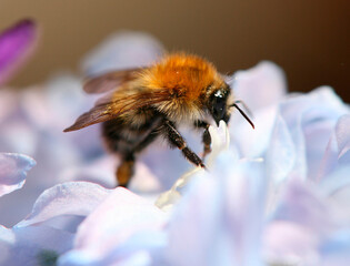 Honigbiene © artfocus