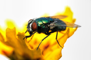 Schmeißfliegen (Calliphoridae)