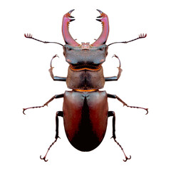 Beetle deer male closeup isolated on white background.