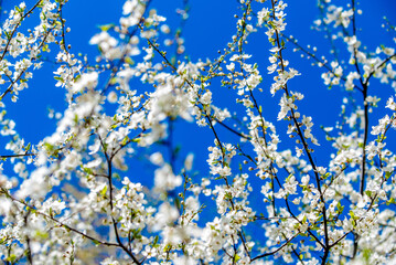 Cherry blossom branch in the garden in spring

