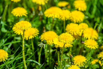Yellow dandelions blooming on grass background
