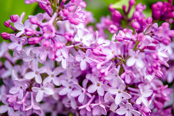 Pink lilac blooms in the Botanical garden
