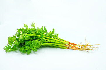 The bunch Coriander with root on white background. Fresh organic Coriander, side view image, 45-degree angle.