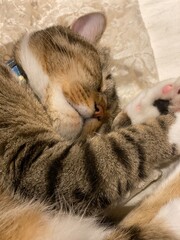 2 years old male cat sleeping curled up on bed, Mr. Marshmallow year 2022 May 19th