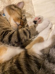2 years old male cat sleeping curled up on bed, Mr. Marshmallow year 2022 May 19th