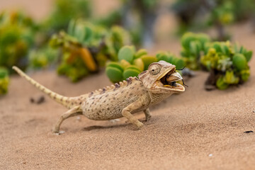 Namaqua Chameleon, Chamaeleo namaquensis, eating a beetle in the Namib desert
