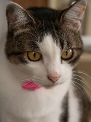 下を見つめるキジ白柄の猫
