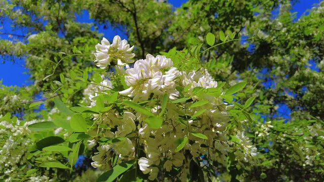 Blooming White Acacia against the blue sky