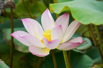 pink and yellow lotus blooming in water park bangkok Thailand