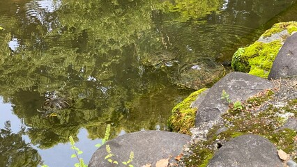 The turtles at the pond of Japanese shrine, worshipped as lucky charms of the district, old town of Tokyo “Nezu Shrine” year 2022 May 20th