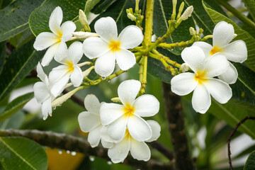 White Frangipani flower Plumeria alba with green leaves