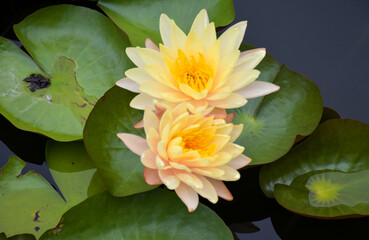 yellow beauty nature lotus blooming in garden park Thailand