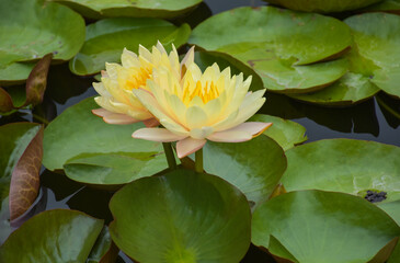 ellow lotus blooming beautiful nature in water garden park THailand