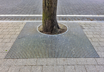 Metal protection of tree roots growing on a city sidewalk