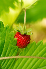 wild strawberry with forest bacground