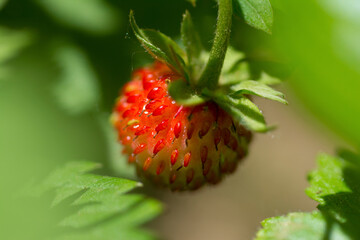 wild strawberry with forest bacground