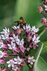 Honeybee pollinating wild flowers