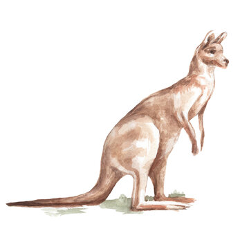 Animals Australia graphic illustration hand drawn koala ostrich emu isolated on white background set