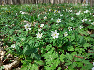 white Anemonoides nemorosa on green meadow in spring forest - wood anemone - windflower - forest anemone
