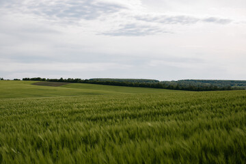 Plakat Green field of young wheat in cloudy weather. Ukraine nature.