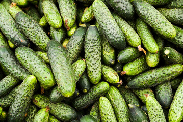 Cucumbers lying one on the print at the vegetable market, texture of the cucumbers.