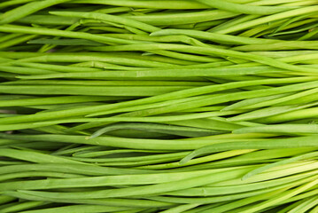 Chives lying on top of each other in a vegetable market for brokerage. Chives texture.