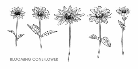 SET OF VECTOR BLOOMING CONEFLOWERS ISOLATED ON A WHITE BACKGROUND
