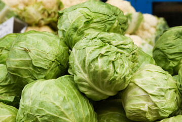 Lying iceberg lettuce in a vegetable market for sale.