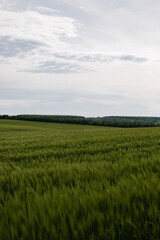 Green field of young wheat in cloudy weather. Ukraine nature.