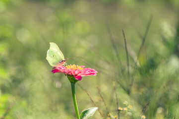 Einsamer Schmetterling auf einer roten Blume