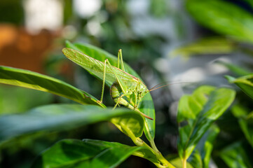 Heuschrecke im Garten