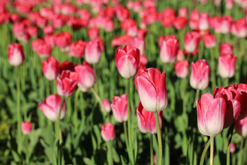 Red and pink tulip flowers, colorful spring background. Field of blooming tulips