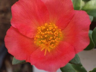 Moss-rose purslane