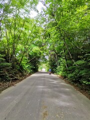 Fototapeta premium road in the forest