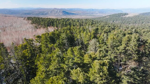 View from above. The camera flies over the Far Eastern taiga in the summer. Nature of Primorsky Krai.