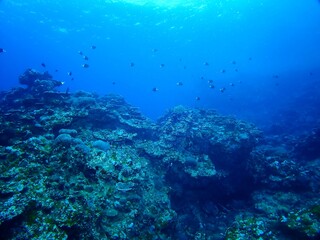 Naklejka na ściany i meble Underwater in Kume island, Okinawa