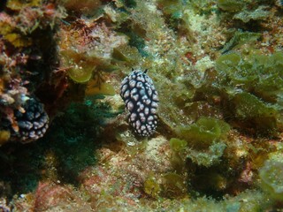 Pustulose wart slug in Kume island