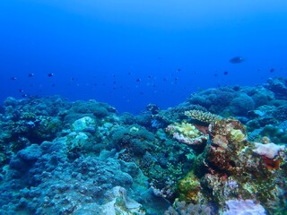 Fototapeta na wymiar Underwater in Kume island, Okinawa