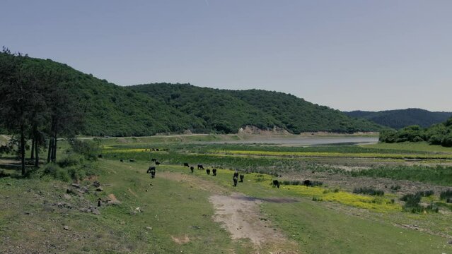 Spectacular aerial close-up view of a herd of Cape Buffalo running through the water of the beautiful scenic sazlidere barrage. Buffaloes natural habitat in Turkey.