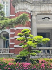 Fototapeta na wymiar The pine trees bonsai at the Tokyo Station, Japan year 2022 May 26th