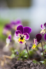 Fototapeta premium Amazing flowers of Violet tricolor. Pansy flowers, close up. Colorful garden pansy blossoms. Hybrid plant of Violaceae family. First spring flowers