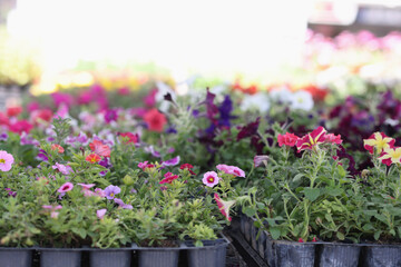 Bright flowers and herbs at flower market closeup