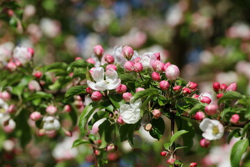 Apple blossom on a branch in spring garden in sunny day. Pink buds and flowers with green leaves