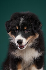 happy puppy on a green background. breed Australian Shepherd. dog studio portrait