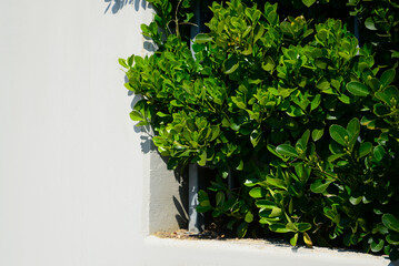 Beautiful bush with green leaves growing outdoors. Space for text