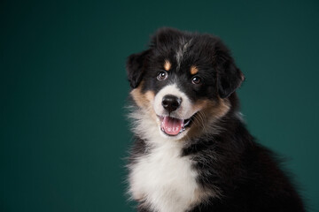 happy puppy on a green background. breed Australian Shepherd. dog studio portrait