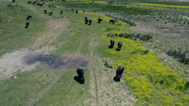 Spectacular aerial close-up view of a herd of Cape Buffalo running through the water of the beautiful scenic sazlidere barrage. Buffaloes natural habitat in Turkey.