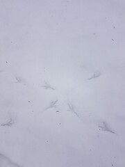 Crossing bird footprints on snow.